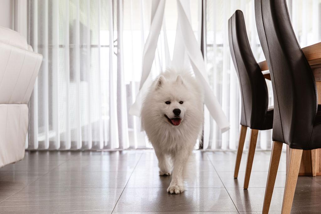 White Dog entering via the SmartDrape into a living room.